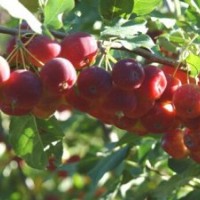 供應(yīng)櫻桃苗