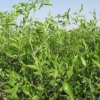 自產(chǎn)自銷(xiāo)優(yōu)質(zhì)高產(chǎn)棗樹(shù)苗 苗農(nóng)直銷(xiāo)棗樹(shù)苗