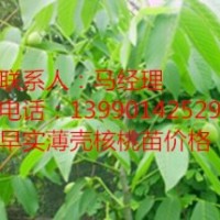 川早2號(hào)嫁接核桃苗，岳陽(yáng)優(yōu)良核桃苗，岳陽(yáng)川早2號(hào)核桃苗