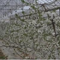 大櫻桃開花性狀