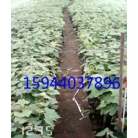 2015年碗裝葡萄苗低價(jià)批發(fā)、營養(yǎng)袋葡萄苗價(jià)格