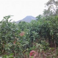 臺(tái)灣（巨無(wú)霸）荔枝苗