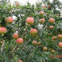 河陰軟籽石榴苗/突尼斯軟籽樹(shù)苗/軟籽石榴樹(shù)苗7