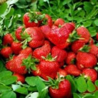 山東泰安草莓苗基地 批發(fā)優(yōu)質(zhì)草莓苗