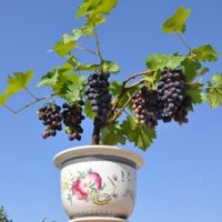盆栽葡萄苗,盆栽平臺基地,凱年歡迎您