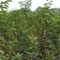 長(zhǎng)期供應(yīng)蘋果苗