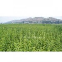 鈣果苗哪里有、鈣果苗價(jià)格、批發(fā)鈣果苗、鈣果苗