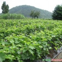 長(zhǎng)期供應(yīng)柿樹(shù)苗、葡萄苗、梨樹(shù)苗