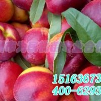 大棚桃桃苗價格