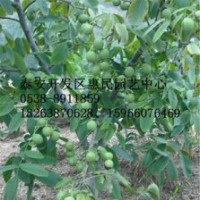 山東泰安核桃苗批發(fā)價格