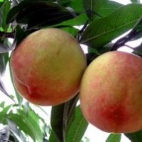 桃苗最新品種 桃苗今年最新品種