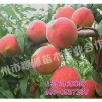 山東映霜紅桃苗哪家好