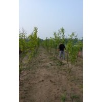 供應(yīng)木瓜樹苗