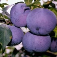 賣李子苗，賣優(yōu)質(zhì)李子品種苗，臨沂果樹苗基地