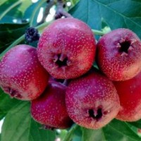 優(yōu)質(zhì)甜山楂苗、山楂苗價格、山楂苗基地