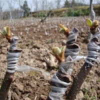 浙江上虞紅心獼猴桃產(chǎn)地 紅陽獼猴桃苗木管理技術(shù) 上虞紅心獼猴桃