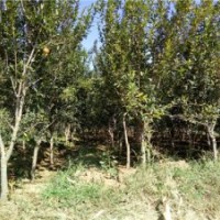 5公分石榴樹(shù)苗批發(fā)|5公分石榴樹(shù)價(jià)格