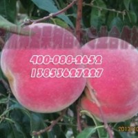 山東錦宏映霜紅桃苗