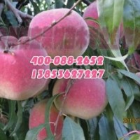 山東映霜紅桃苗供應