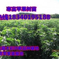 遼寧果樹苗—寒富蘋果苗