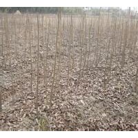 美國(guó)山核桃苗（碧根果）