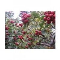 供應(yīng)山楂樹(shù)
