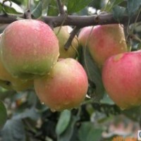 蘋果苗 臨沂矮化蘋果苗 矮化蘋果苗基地