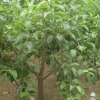 供應(yīng)梨樹(shù)苗價(jià)格