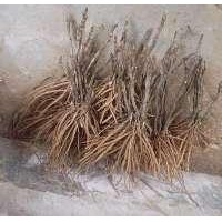 1年牡丹苗 2年牡丹苗 3年牡丹苗 價格白芍苗批發(fā)