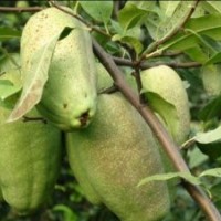 臨沂杏樹(shù)苗基地 杏樹(shù)苗品種