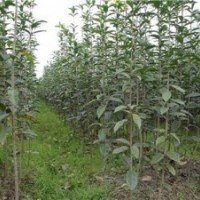 安慶市丹桂苗_利源桂花_丹桂苗木價格