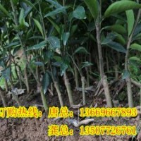 梧州各種果苗哪里有供應(yīng)