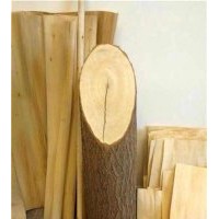 濰坊竹柳|峻峰竹柳|竹柳枝條