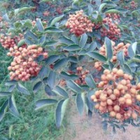 陜西韓城獅子頭大紅袍花椒苗