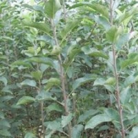 大量出售蘋果苗杏樹苗占地果樹苗