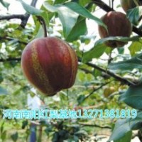 梨樹苗批發(fā) 梨樹苗價(jià)格 河南新品種梨樹苗