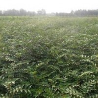 新品大紅袍花椒苗 花椒苗哪里有