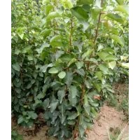 供應(yīng)核桃苗