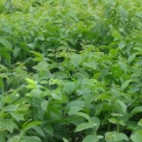 低價(jià)供應(yīng)花椒苗，山楂苗，蘋(píng)果苗，櫻桃苗，蘋(píng)果苗