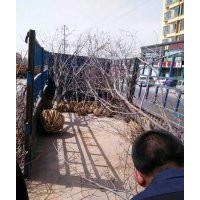 低價供應：柿子樹，柿子苗（成品與實生苗）