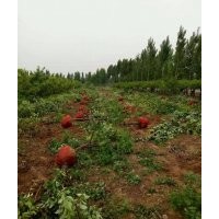 低價供應：蘋果樹，蘋果苗（實生苗與成品苗）