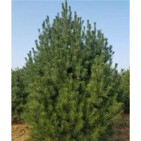 泰安1米白皮松價(jià)格|白皮松|平盛苗圃(查看)