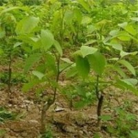 山東泰安0.5-1公分核桃苗批發(fā)價(jià)格