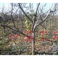 杏樹 蘋果樹 桃樹 山楂樹