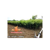 貴州哪里有正宗金桔蜜柚苗|重慶正宗金桔蜜柚苗批發(fā)|福建平和正宗