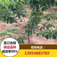 櫻桃苗 櫻桃苗價格 大櫻桃樹苗價格