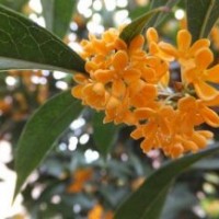 銀桂桂花樹(shù)苗、海南桂花樹(shù)苗、莎莎園藝(多圖)