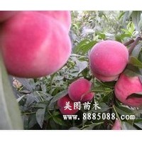 晚熟大果桃樹苗--大果雪桃王樹苗