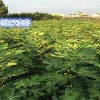 無花果苗種植基地、金華無花果苗、小葉無花果繁育基地(查看)