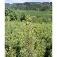 出售紅松苗及嫁接苗